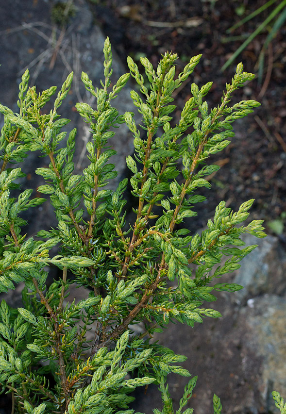 Image of Juniperus sibirica specimen.