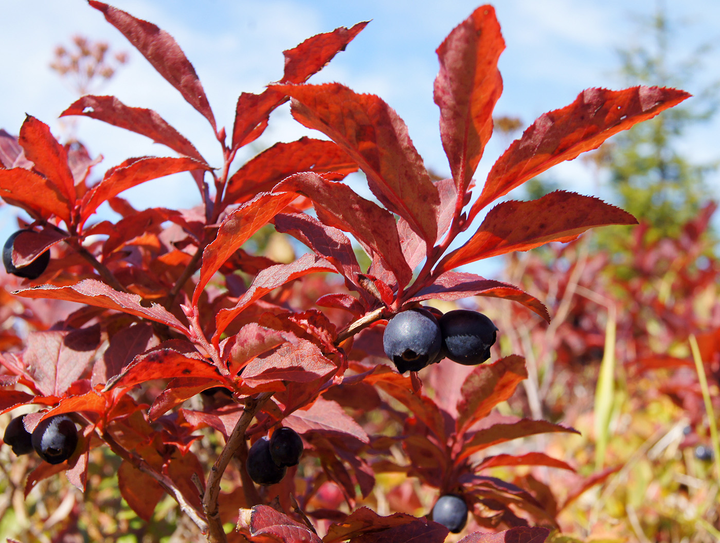 Изображение особи Vaccinium smallii.