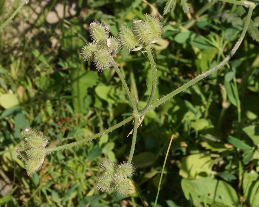 Image of Turgenia latifolia specimen.