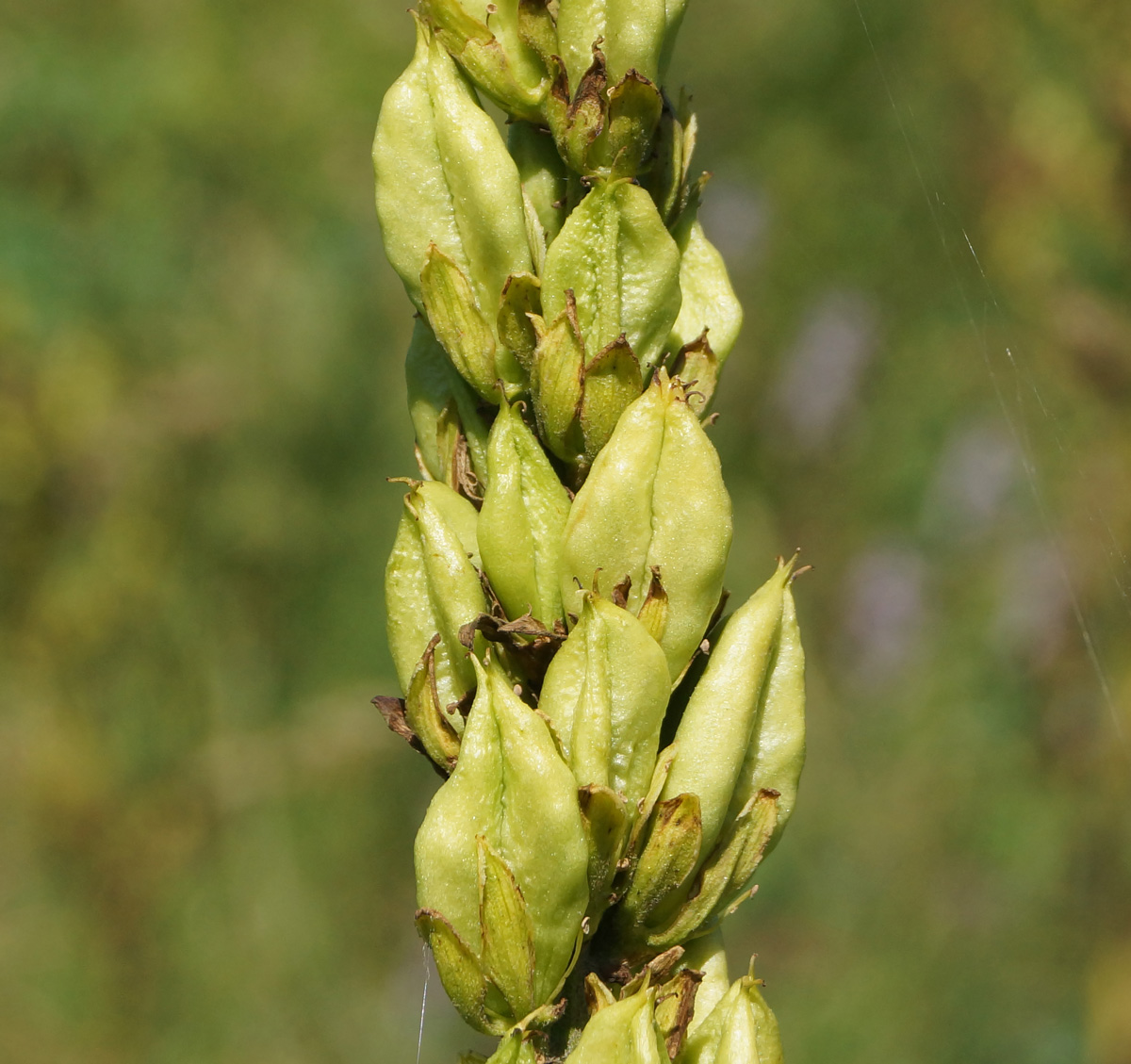 Изображение особи Veratrum lobelianum.