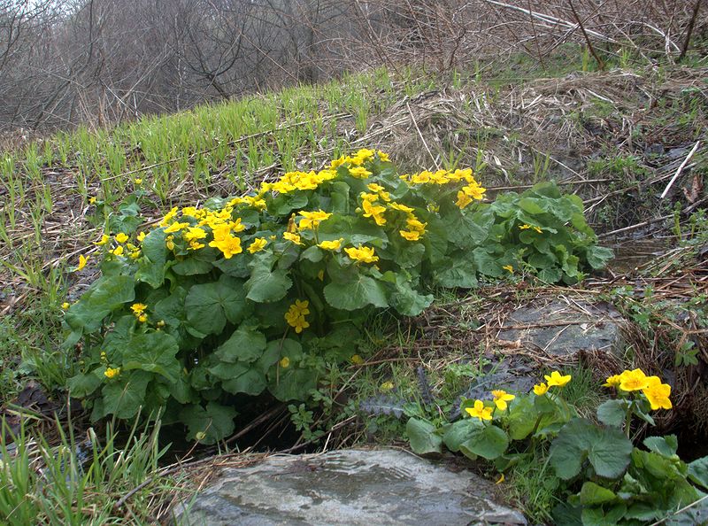 Image of Caltha palustris specimen.