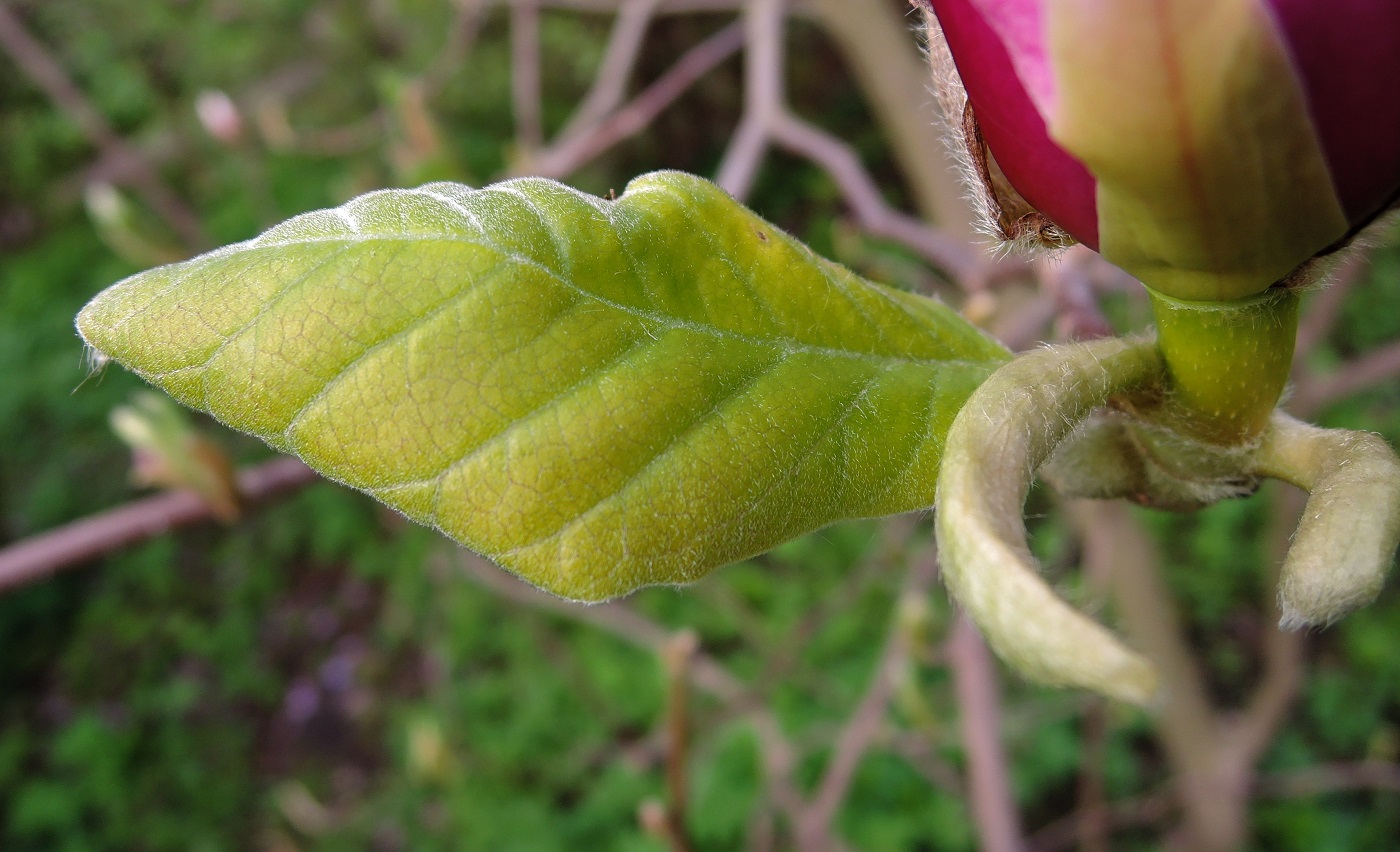 Image of Magnolia &times; soulangeana specimen.