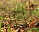 Смотреть изображение Pinus sylvestris