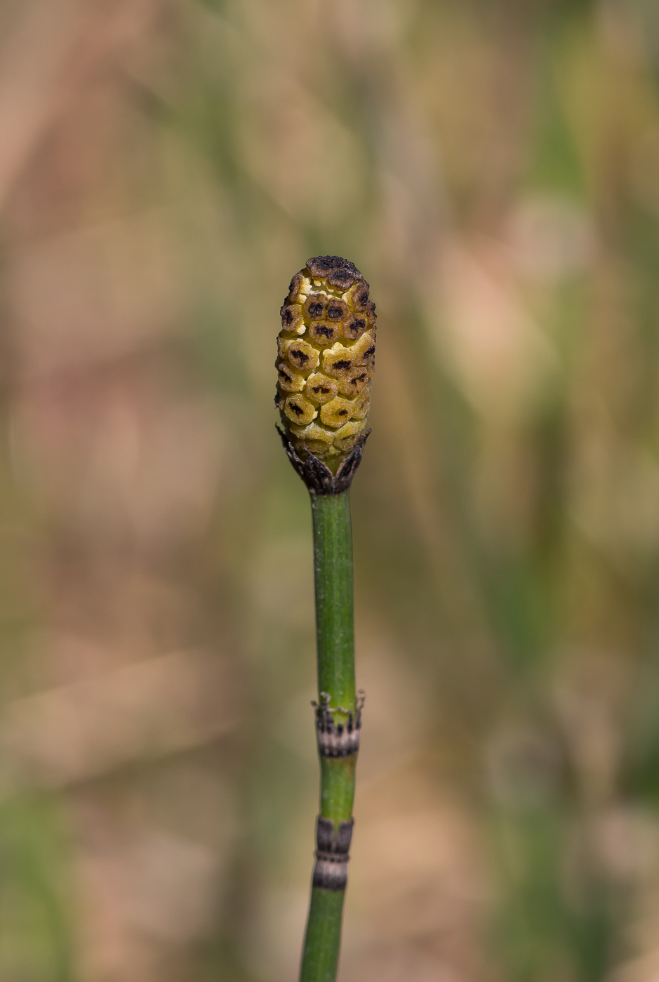 Изображение особи Equisetum hyemale.