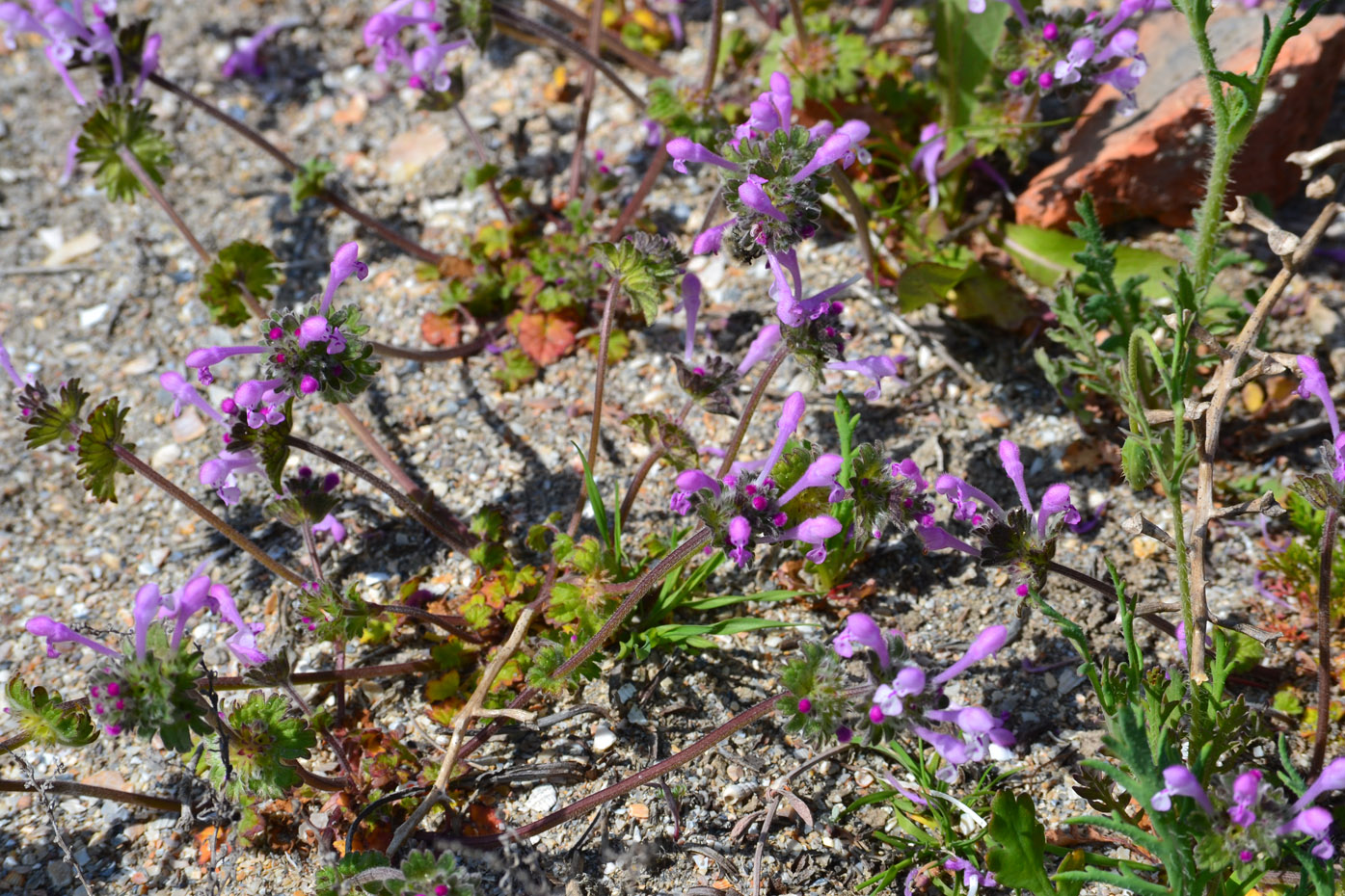 Изображение особи Lamium amplexicaule.