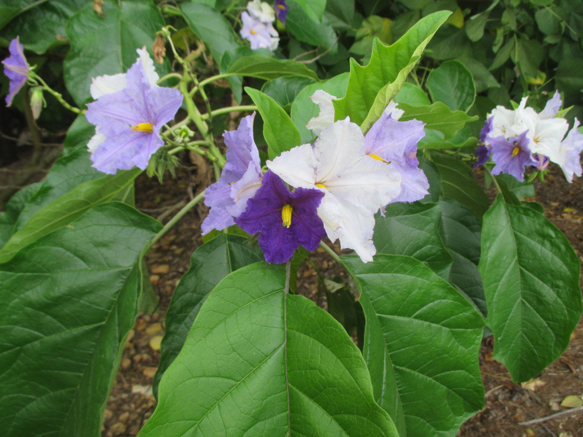 Image of Solanum wrightii specimen.