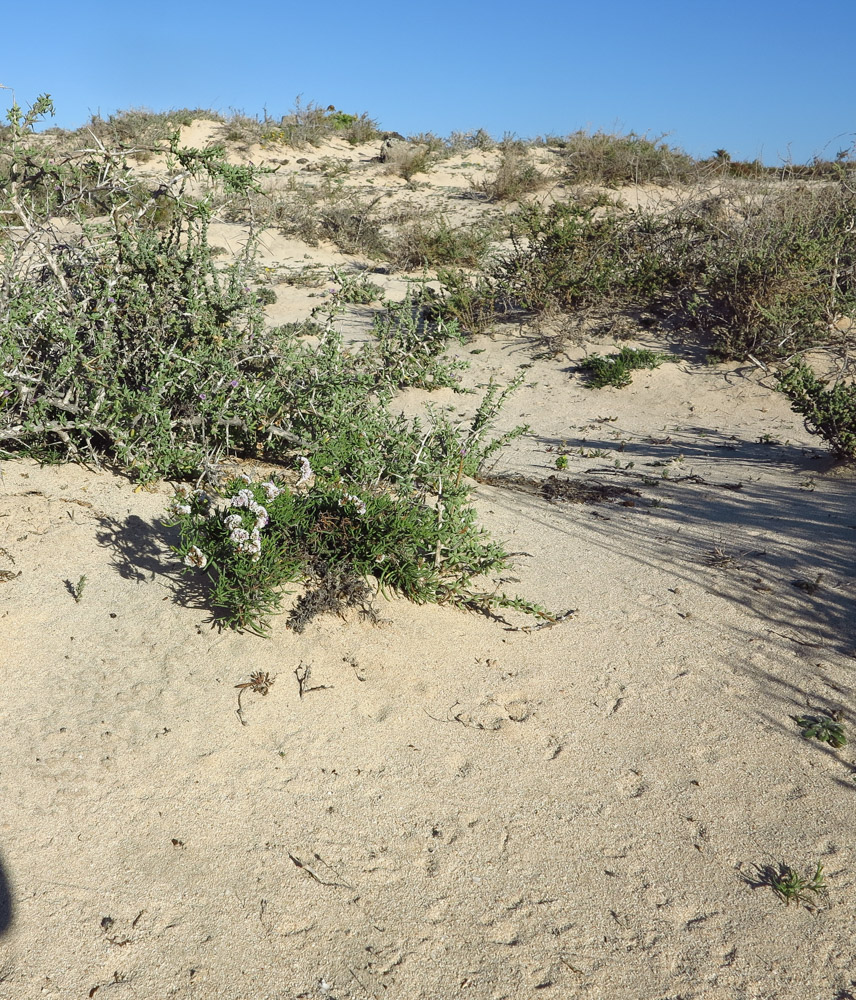 Изображение особи Limonium papillatum.