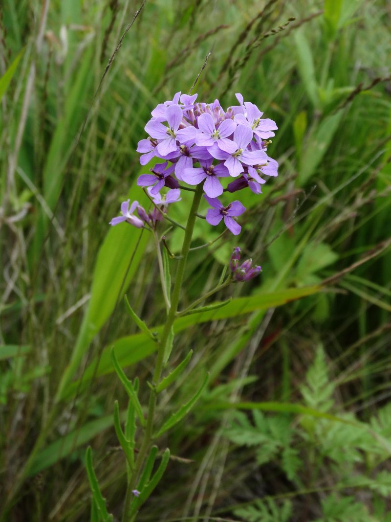 Image of Dontostemon dentatus specimen.