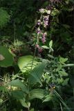 Epipactis helleborine