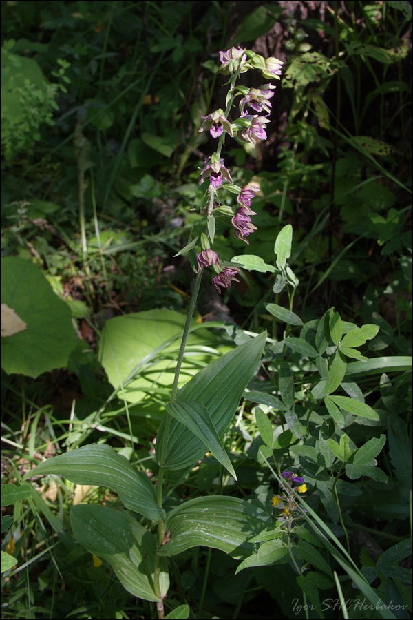 Image of Epipactis helleborine specimen.