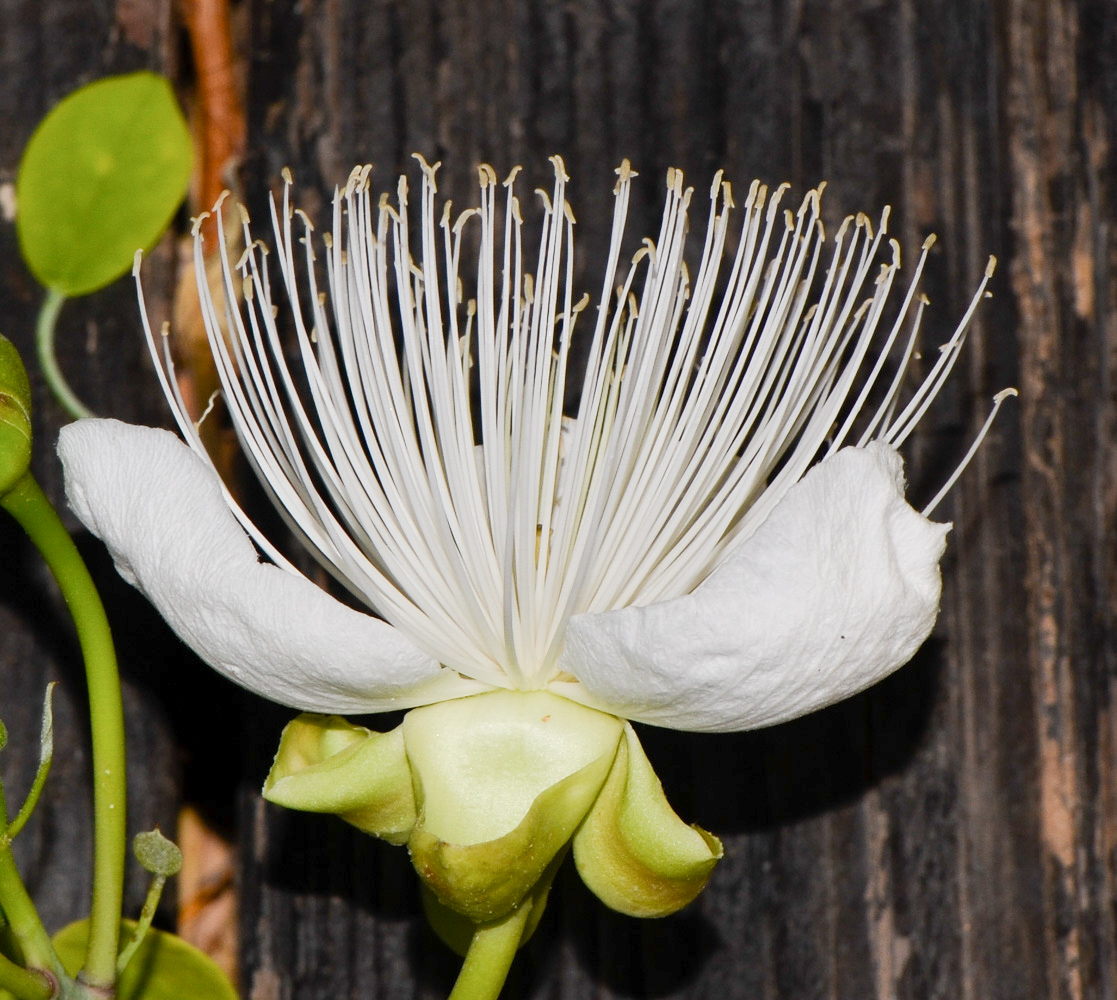 Image of Capparis cartilaginea specimen.