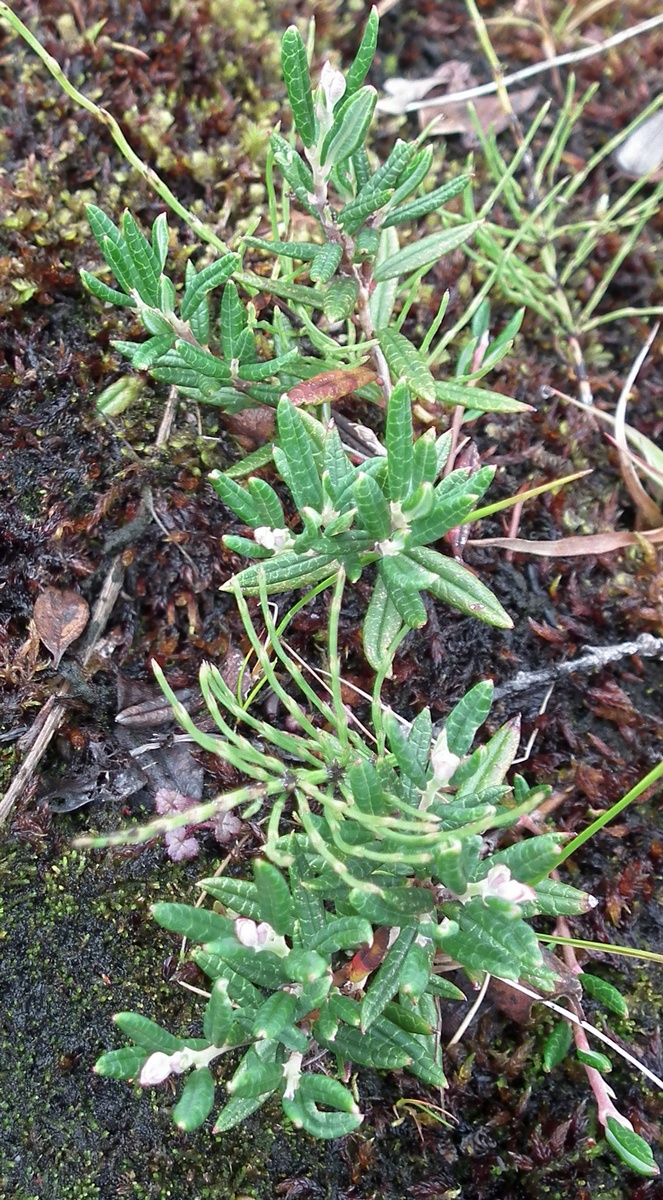 Image of Andromeda polifolia specimen.