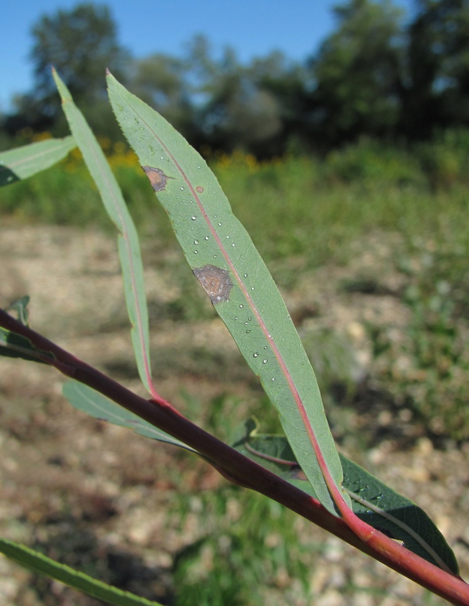 Изображение особи Salix elbursensis.