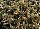 genus Sphagnum. Верхушки гаметофитов с развивающимися спорогонами. Окр. Архангельска, болото. 16.05.2012.