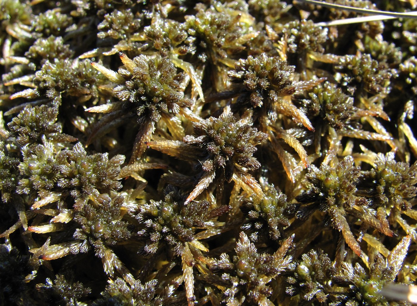 Image of genus Sphagnum specimen.