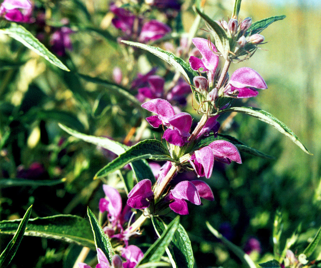 Image of Phlomis pungens specimen.