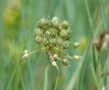 Allium obliquum. Соплодие. Иркутская обл., Усольский р-н, окр. пос. Биликтуй, долина р. Китой, луг. 30.06.2016.