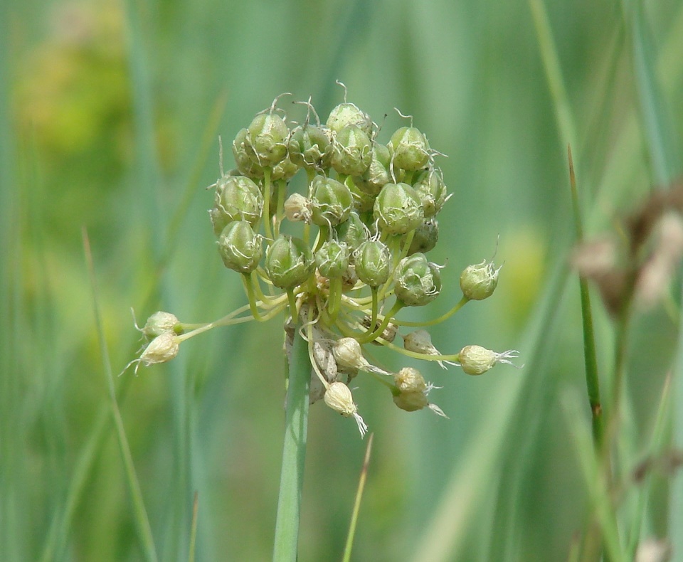 Изображение особи Allium obliquum.