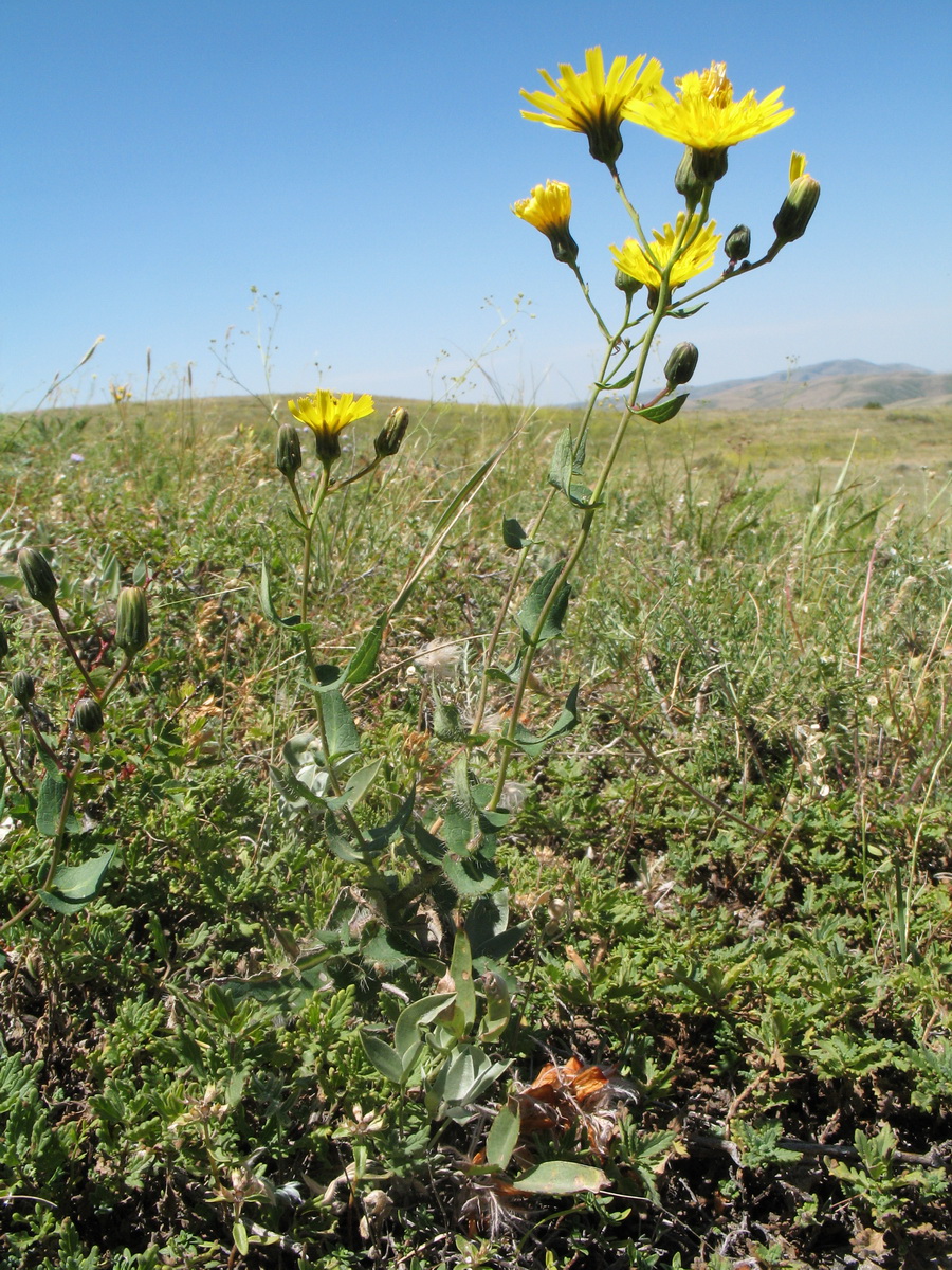 Image of Hieracium virosum specimen.