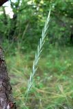 Elytrigia repens. Верхушка растения с нераспустившимися соцветиями. Амурская обл., Бурейский р-н, окр. с. Виноградовка, опушка дубового леса. 17.07.2016.