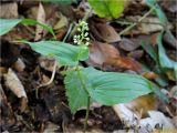 Maianthemum bifolium. Расцветающее растение. Украина, Ивано-Франковская обл., Болеховский горсовет, Поляницкий сельсовет, Поляницкий региональный ландшафтный парк, опушка леса. 22.05.2017.