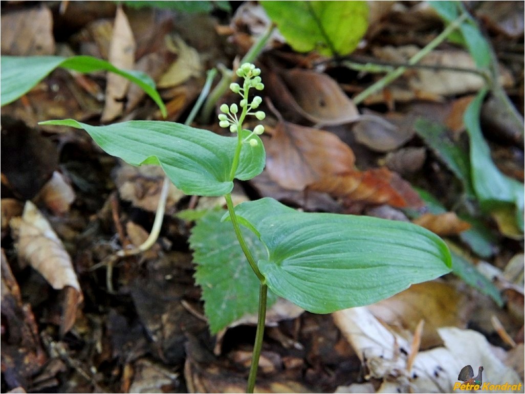 Изображение особи Maianthemum bifolium.