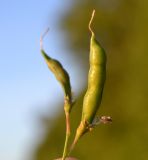 Lathyrus tuberosus. Плоды. Тульская обл., Плавский р-н, окр. пос. Молочные Дворы, лесополоса. 10.08.2017.