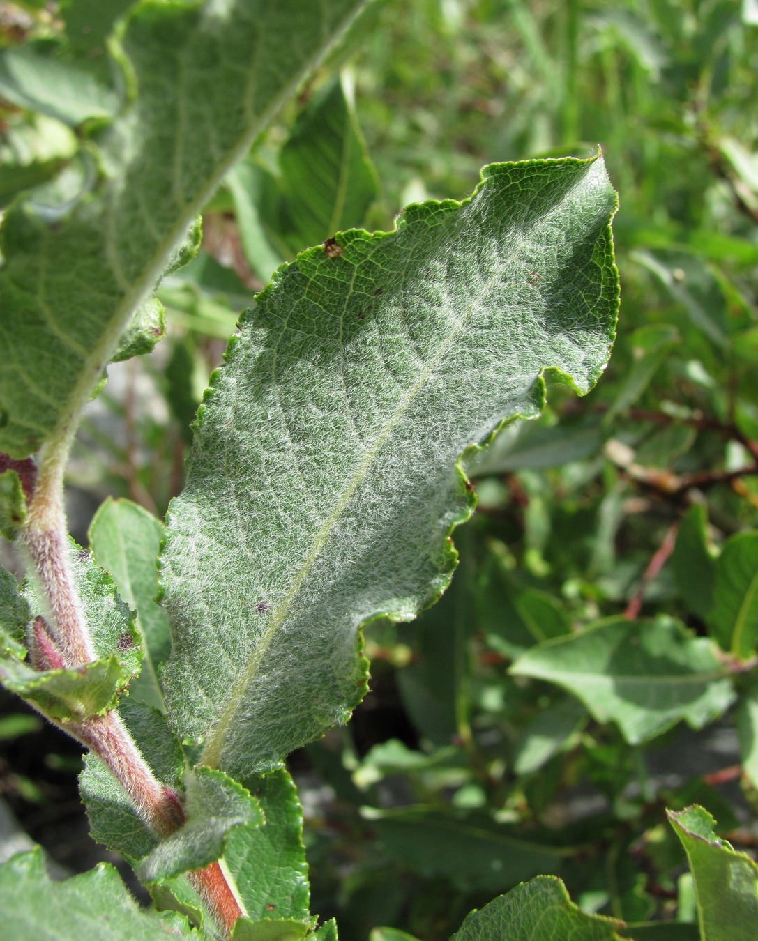 Image of genus Salix specimen.