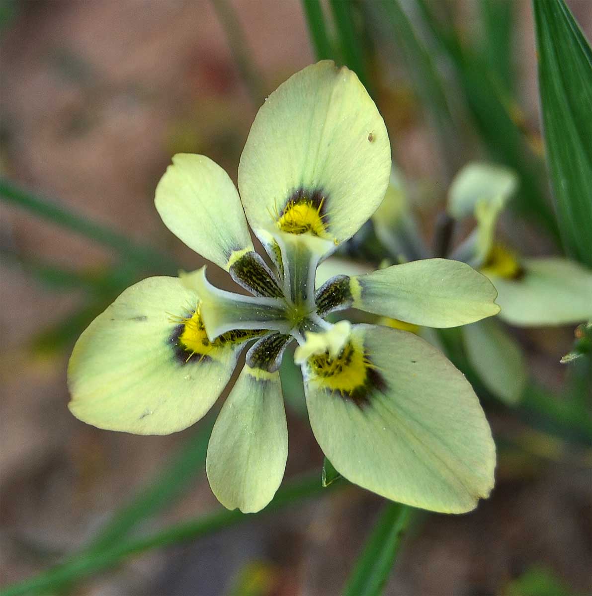 Изображение особи Moraea papilionacea.