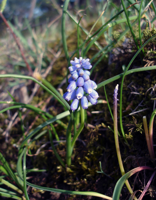 Image of Muscari armeniacum specimen.