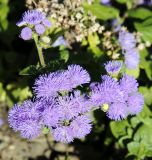 Ageratum houstonianum