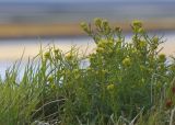 Смотреть изображение Descurainia sophioides