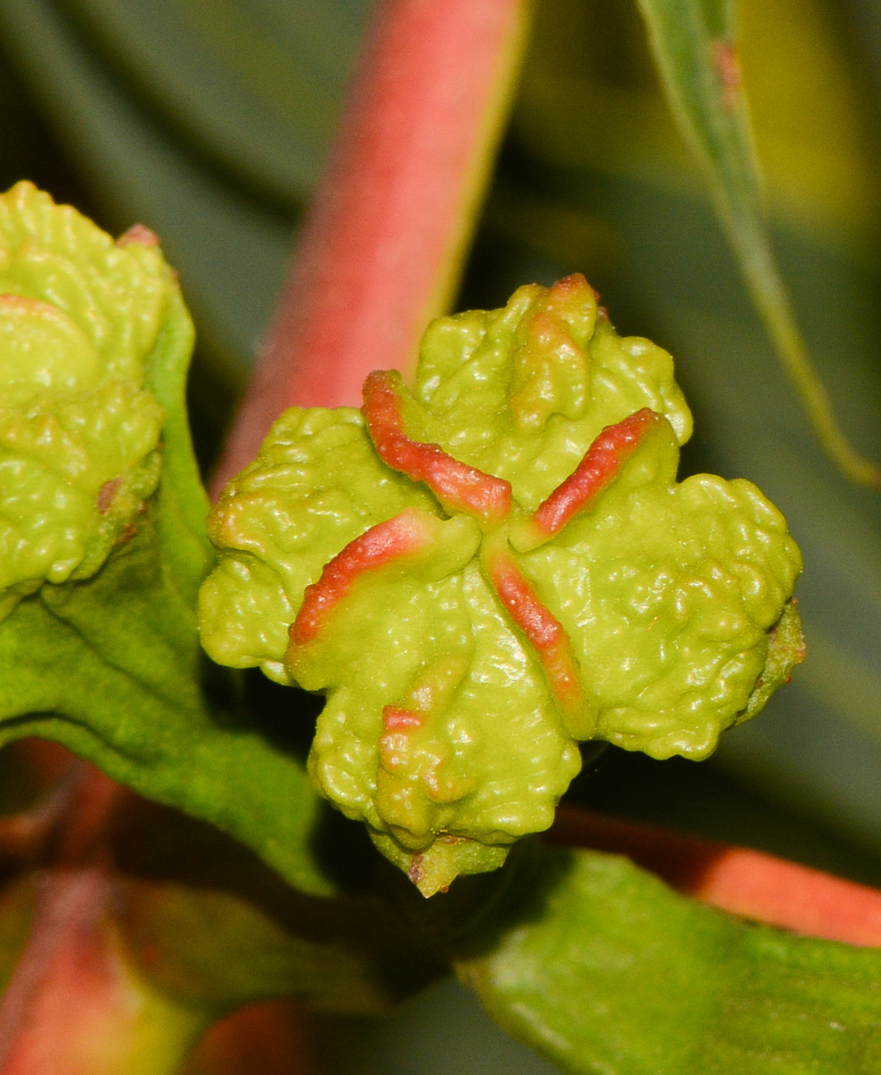 Image of Eucalyptus erythrocorys specimen.