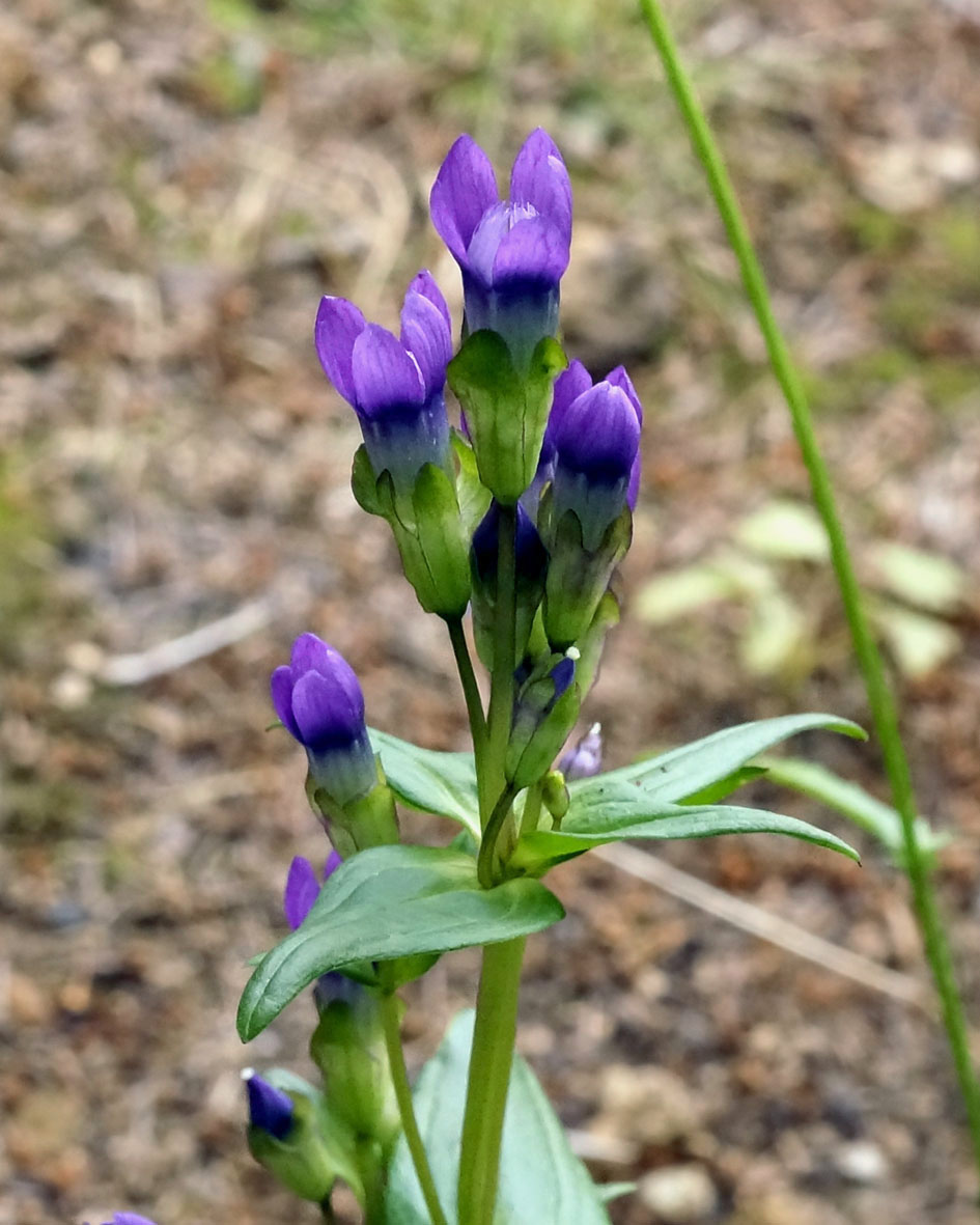 Изображение особи Gentianella auriculata.