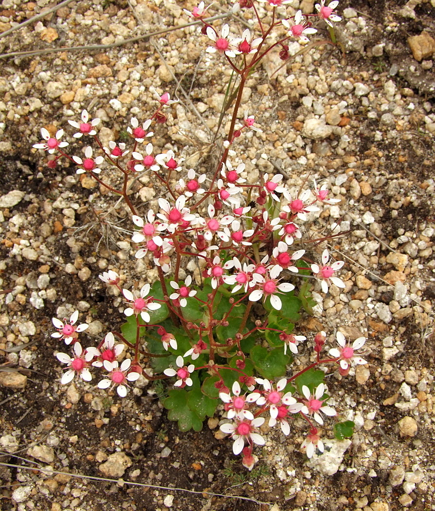 Изображение особи Micranthes nudicaulis.