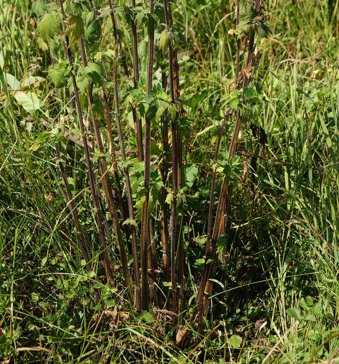 Image of Leonurus quinquelobatus specimen.