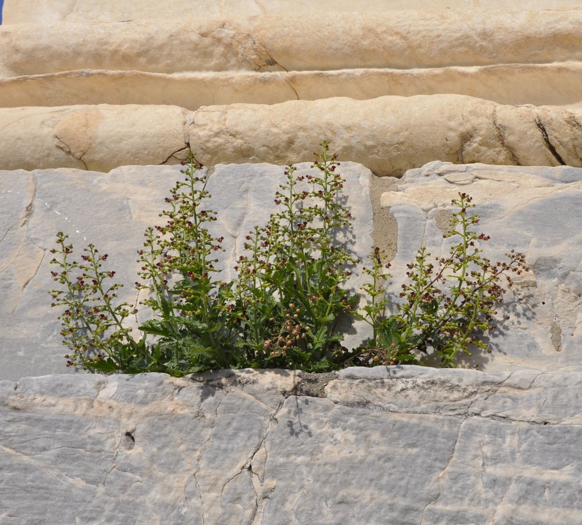 Image of Scrophularia heterophylla specimen.