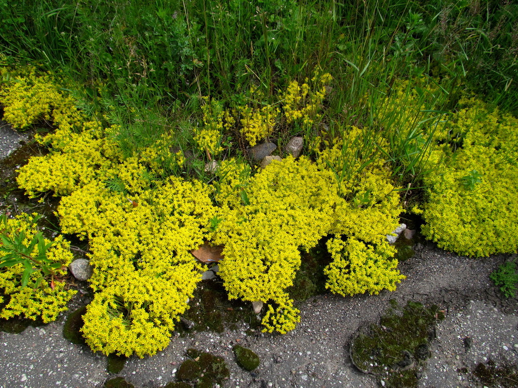 Image of Sedum acre specimen.