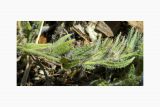 Echium plantagineum. Часть побега. Франция, Прованс-Альпы-Лазурный берег, г. Сен-Тропе, горный склон. Июль.