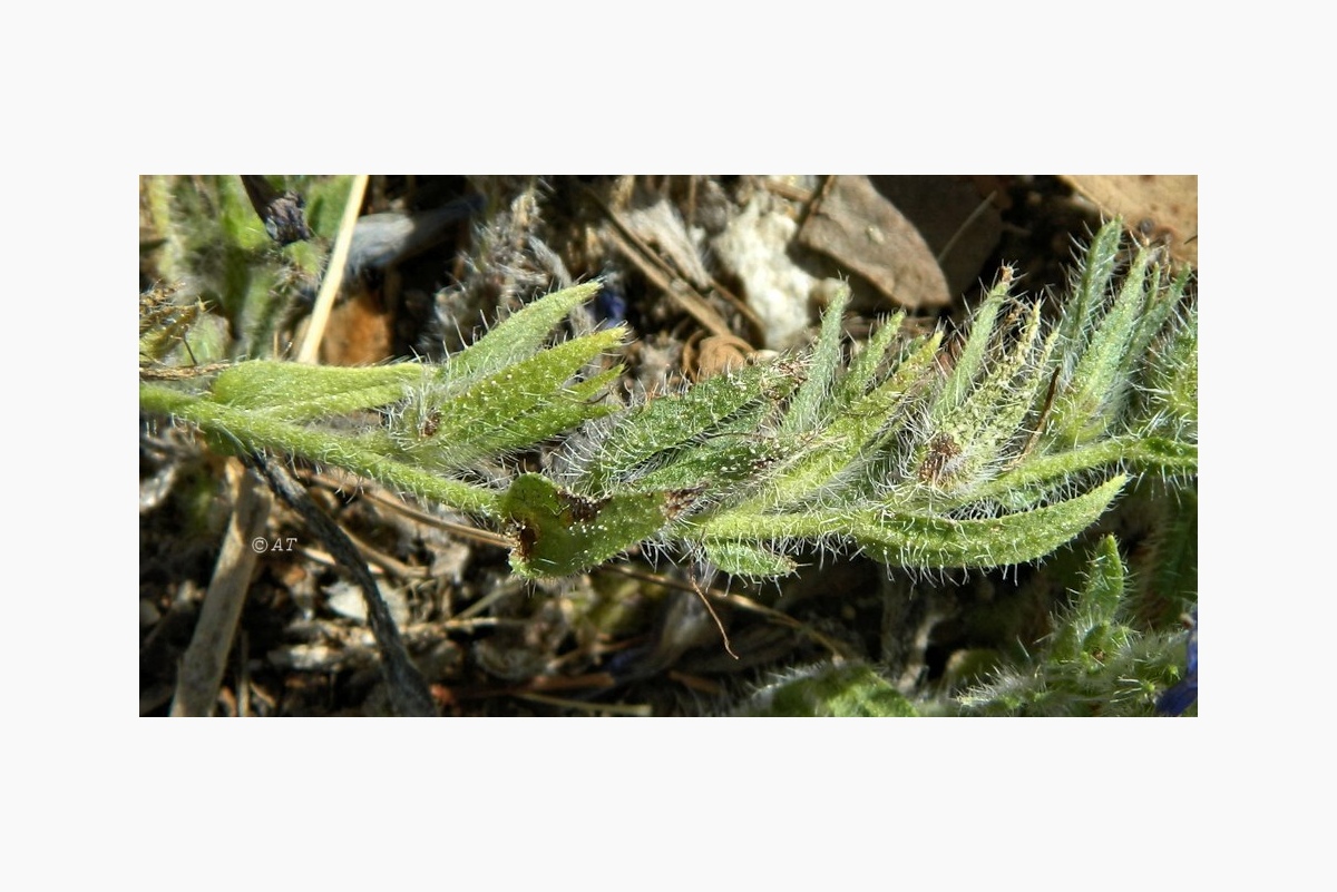 Изображение особи Echium plantagineum.