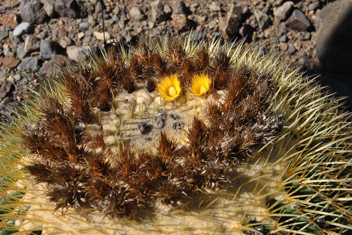 Изображение особи Echinocactus grusonii.