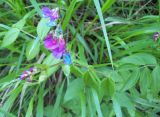 Lathyrus vernus