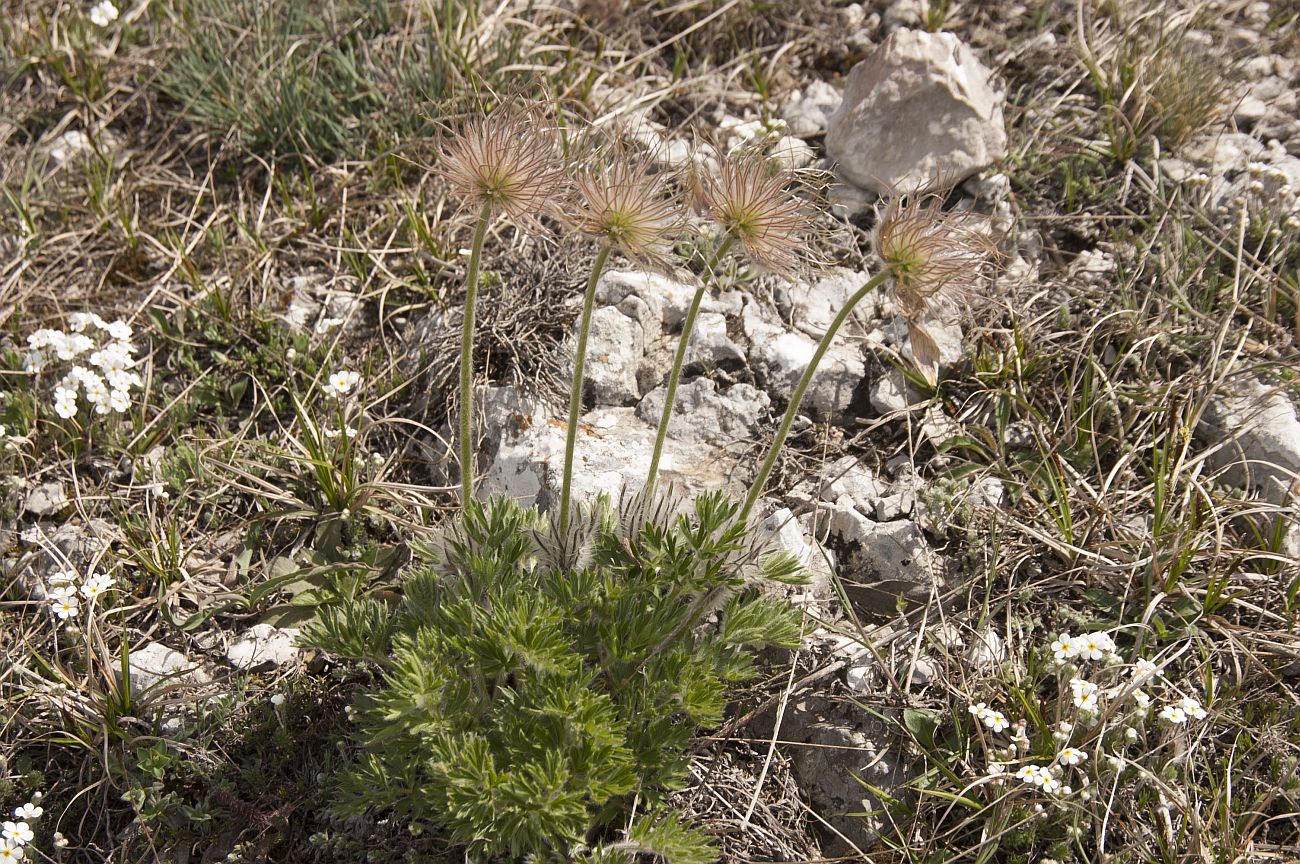 Изображение особи Pulsatilla taurica.