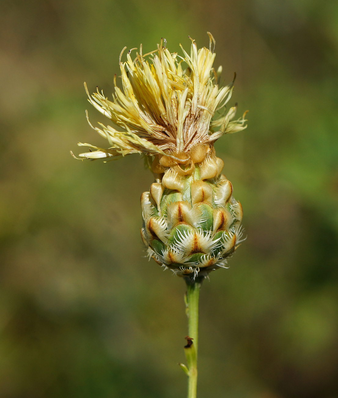 Image of Centaurea orientalis specimen.