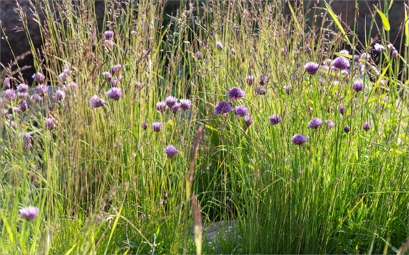 Image of Allium schoenoprasum specimen.