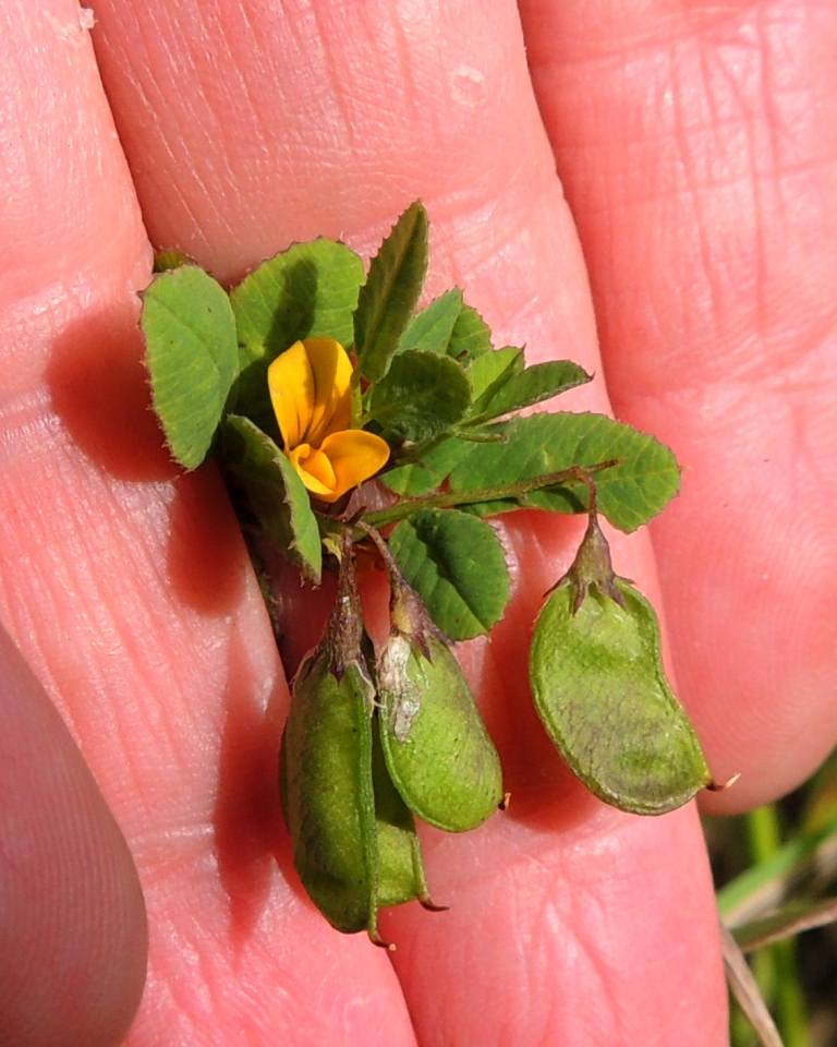 Image of Melilotoides platycarpos specimen.