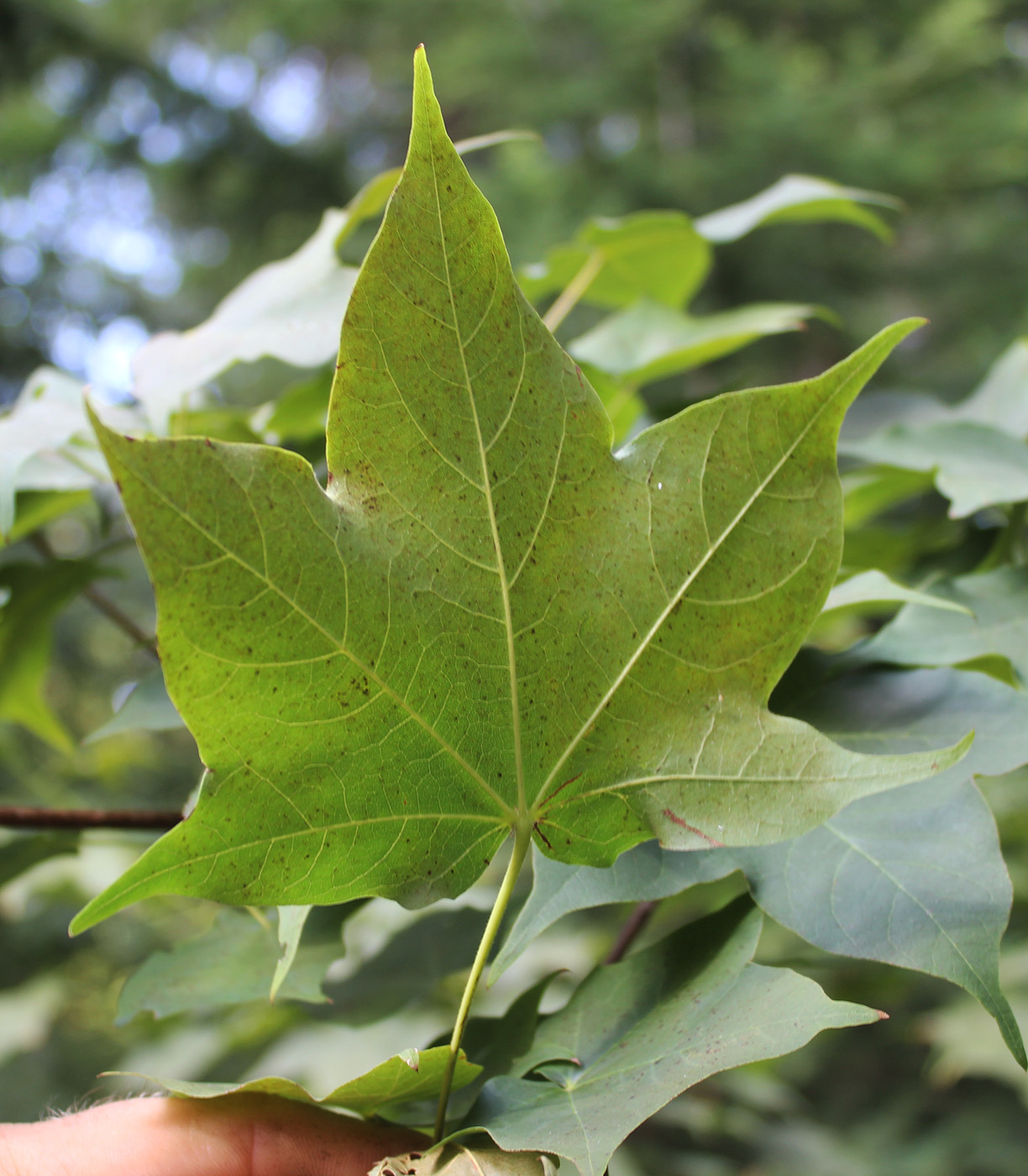 Image of Acer longipes specimen.