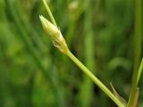 Stellaria palustris