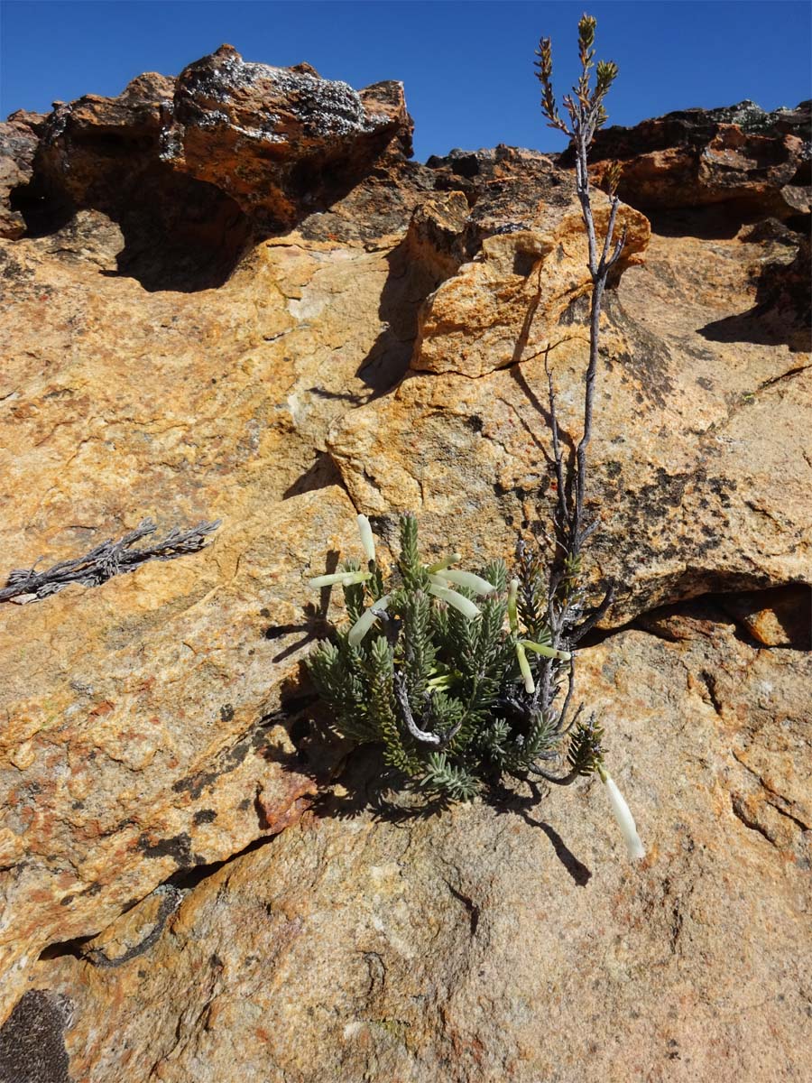 Image of Erica maximiliani specimen.