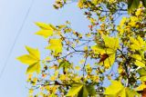 Platanus × acerifolia. Верхушка побега. Крым, пос. Партенит. 20.09.2018.